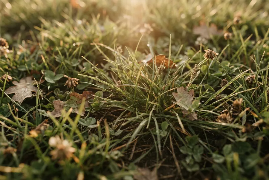 A study of turf and seasonal foliage in mixed spring-to-fall tones, no snow or winter cues, no people or specific property shown